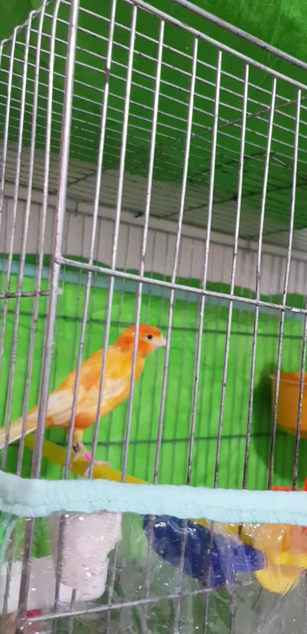 قناری نرو ماده|پرنده|بهبهان, |دیوار