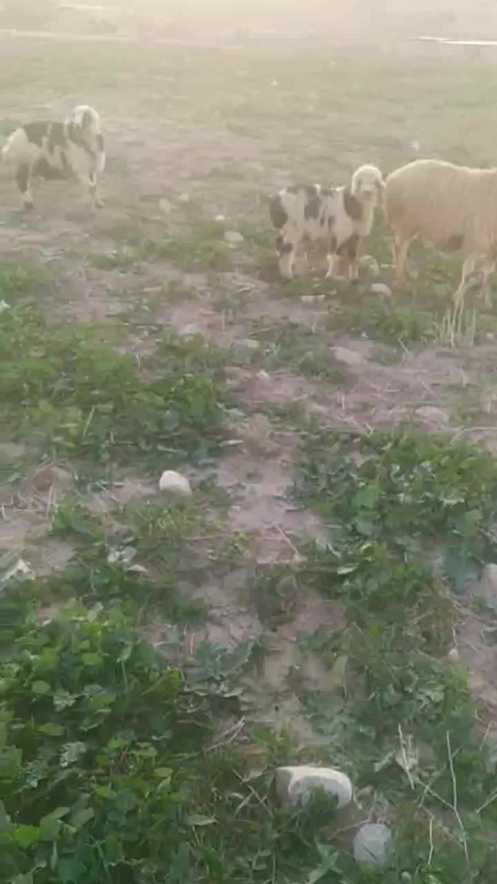 میش و بره|حیوانات مزرعه|اندیمشک, |دیوار