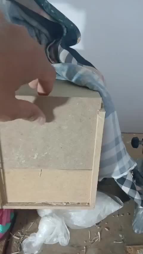 جفت طوطی برزیلی رو تخم|پرنده|باغستان, |دیوار