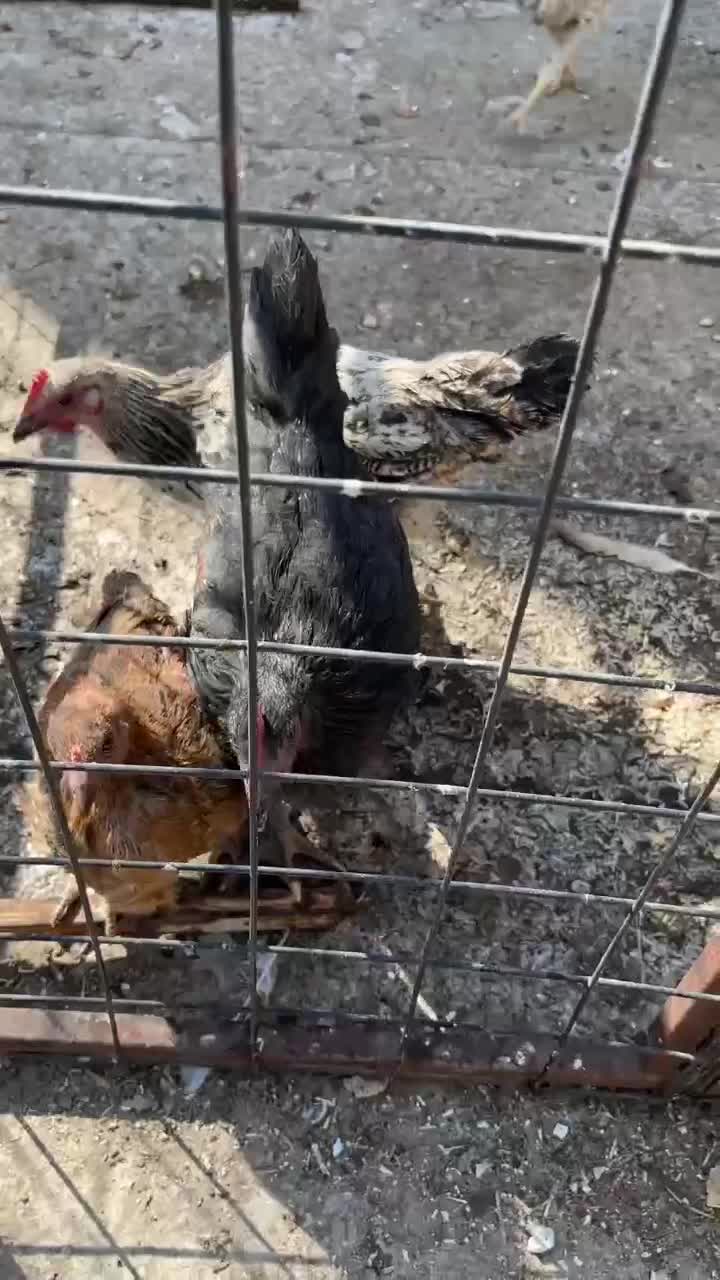 مرغ و خروس|حیوانات مزرعه|نسیم‌شهر, |دیوار