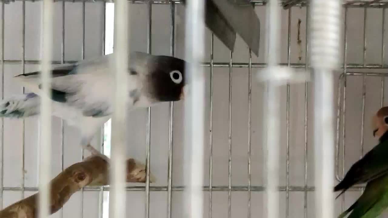 دنیای برزیلی / عروس هلندی ورق بزنید|پرنده|تهران, پرستار|دیوار