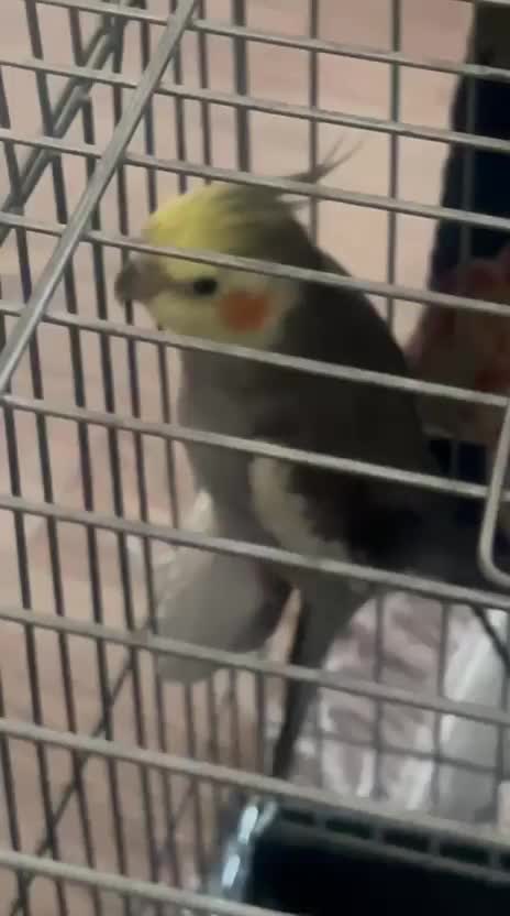 عروس هلندی|پرنده|تهران, هفده شهریور|دیوار