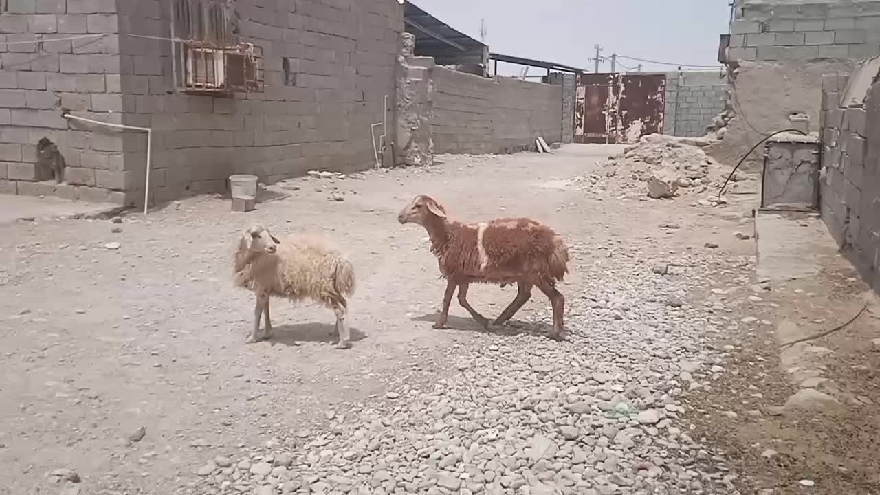 بره نر وماده|حیوانات مزرعه|بندرعباس, |دیوار