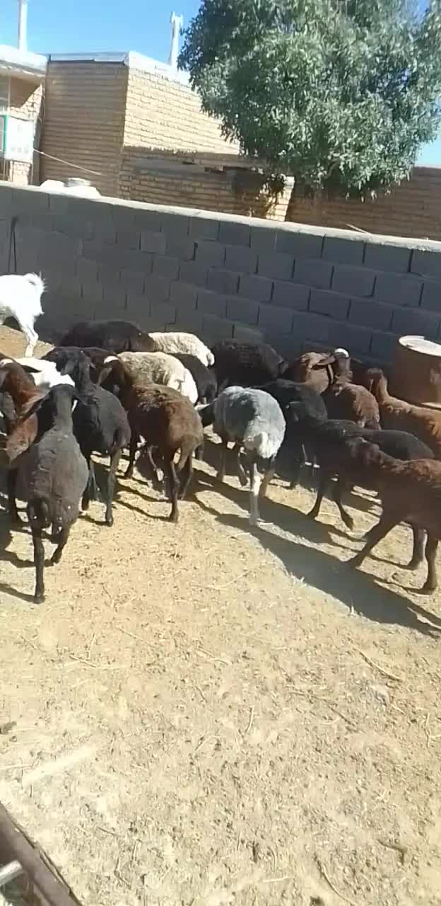 ۲۰راس بره ماده دوبر سبک فروشی....ویک بز دوقلو|حیوانات مزرعه|مشهد, شهرک شهید باهنر|دیوار