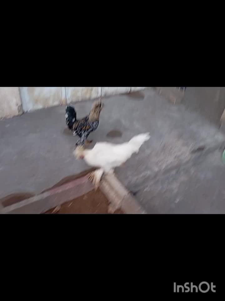 مرغ و خروس توتک|پرنده|جونقان, |دیوار