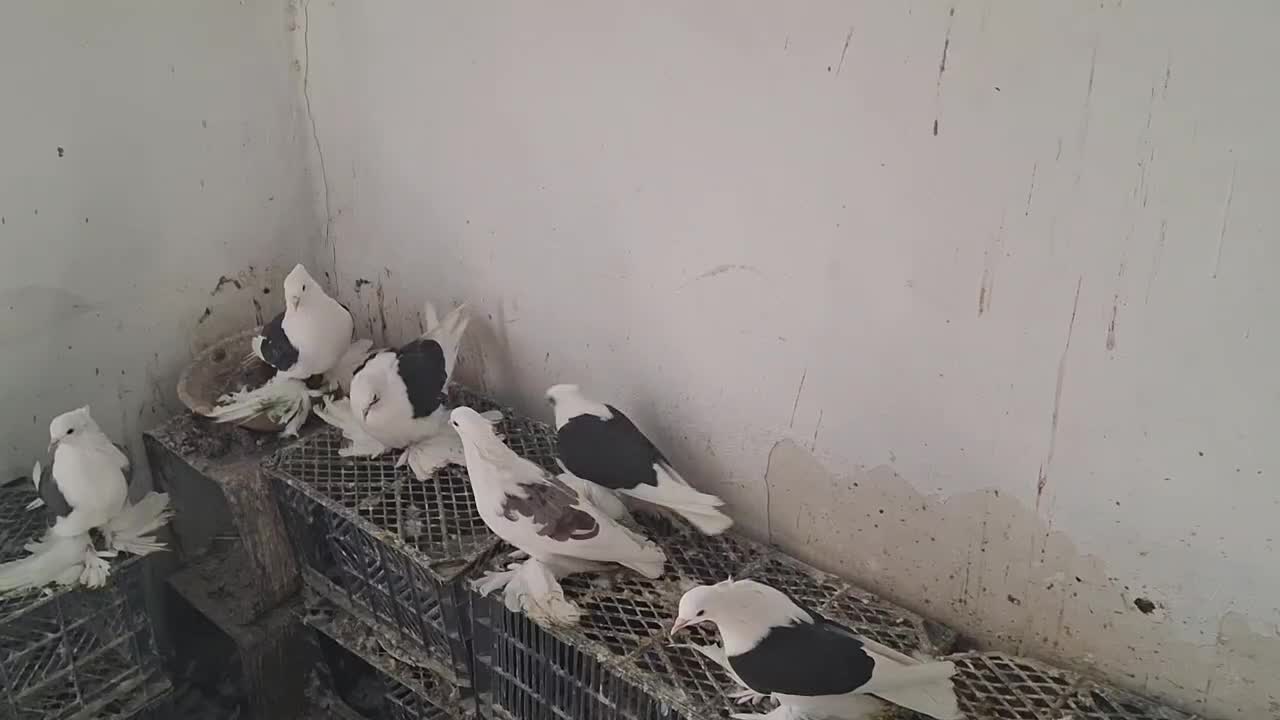 پرنده|پرنده|مرند, |دیوار