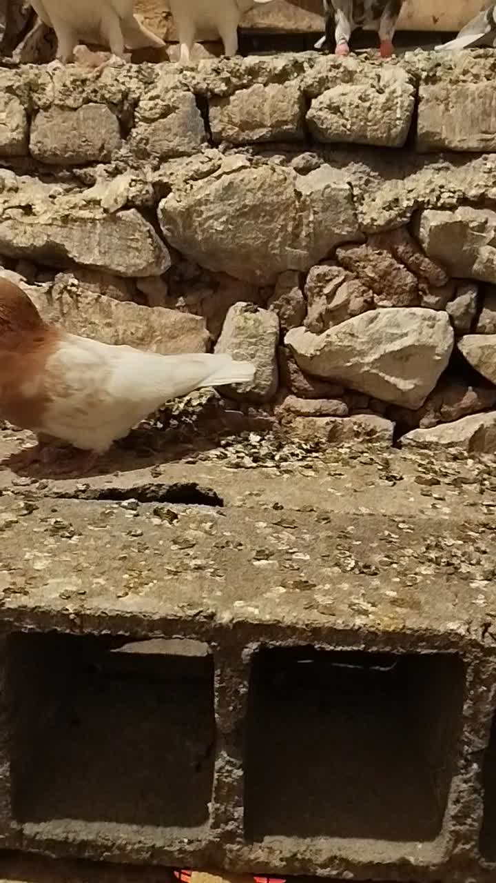 کبوتر|پرنده|تاکستان, |دیوار