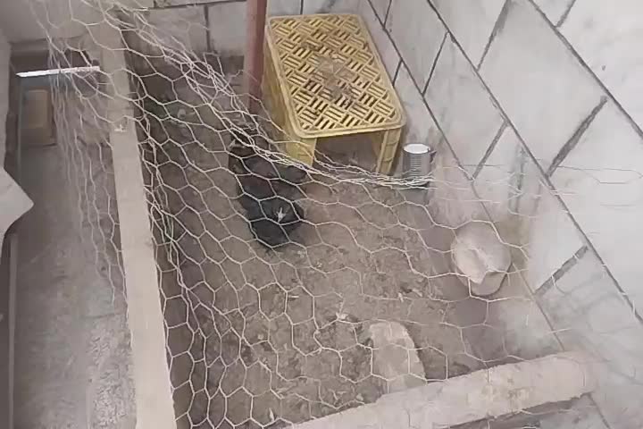 خروس لایت برهما و جوجه گلین و مرغ سیاه محلی|حیوانات مزرعه|کرج, ساسانی (قلمستان)|دیوار