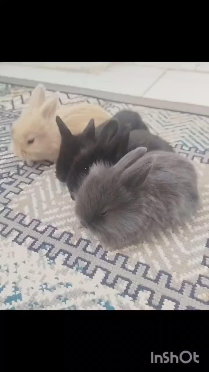 خرگوش لپی امریکایی|موش و خرگوش|تایباد, |دیوار