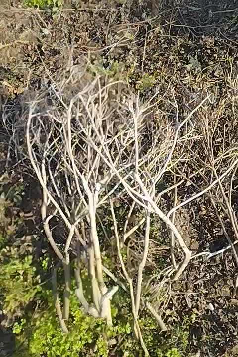 چای|خدمات باغبانی و درختکاری|فومن, |دیوار