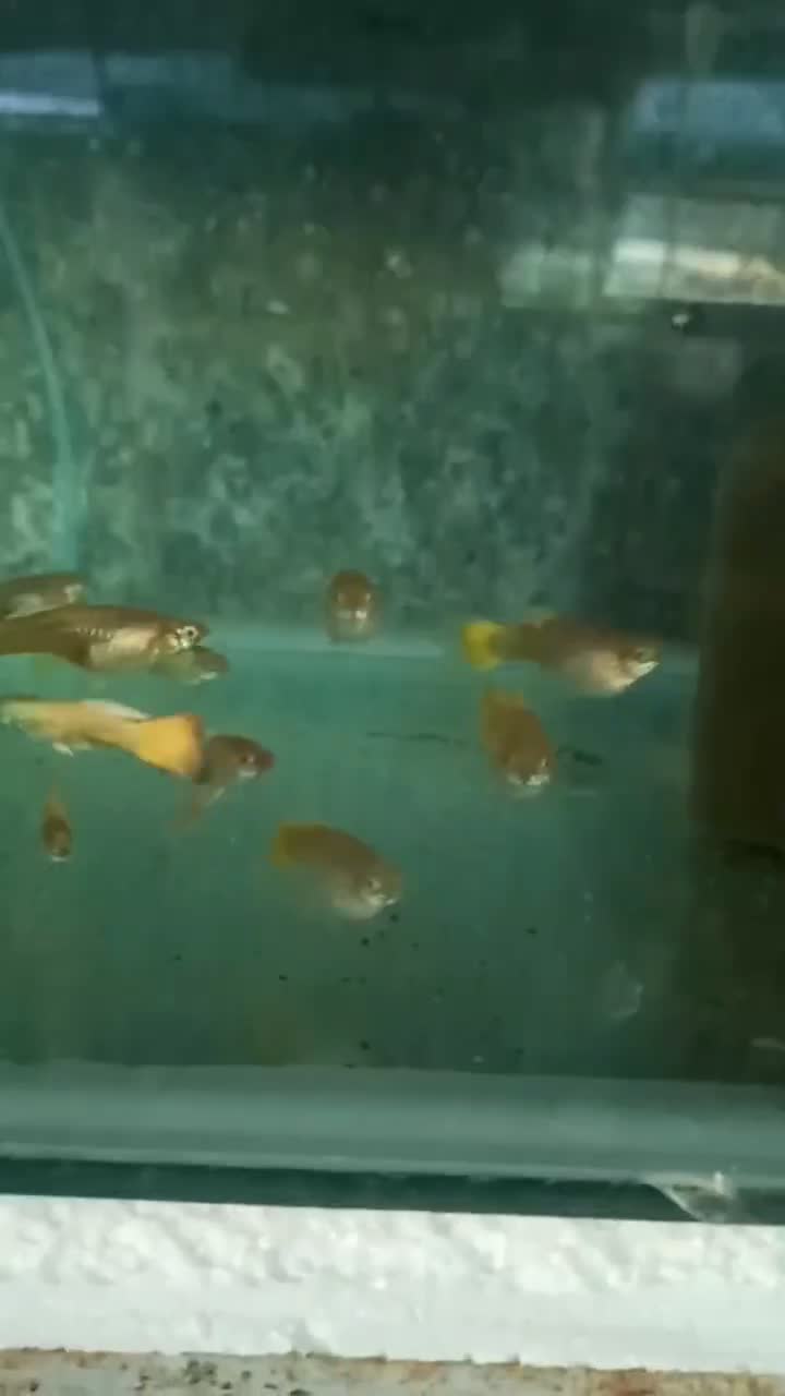 ماهی های درجه 1و 1|ماهی|تربتحیدریه, کلاته توکلی|دیوار