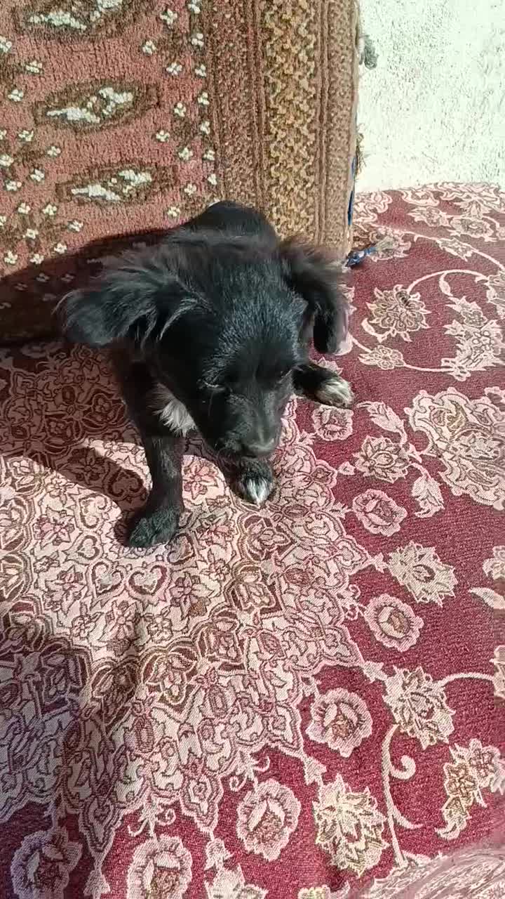 سگ دورگه باهوش|سگ|گرگان, |دیوار