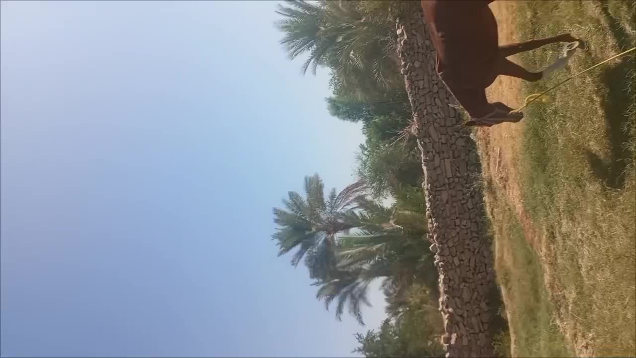 کره اسب مادیان|اسب و تجهیزات اسب‌سواری|نورآباد ممسنی, |دیوار