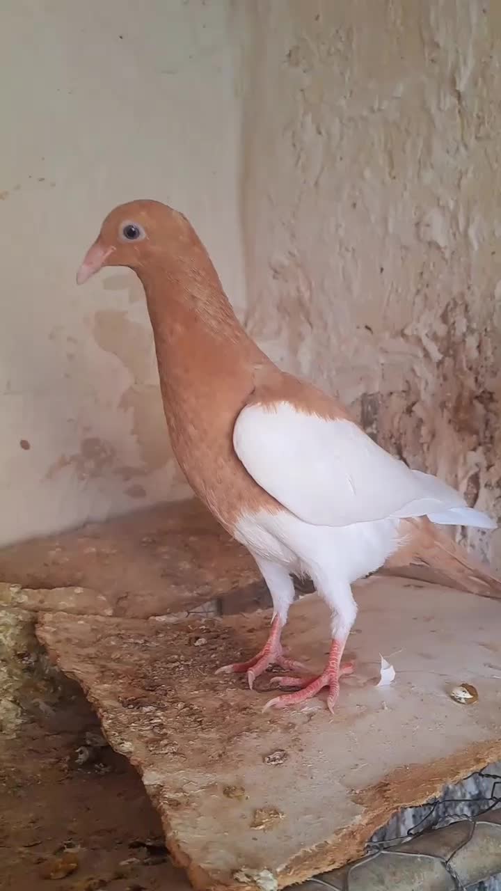 کبوتر یهودی(جوجه)|پرنده|تربت جام, عیدی آباد|دیوار