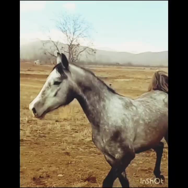 اسب|اسب و تجهیزات اسب‌سواری|ارومیه, |دیوار