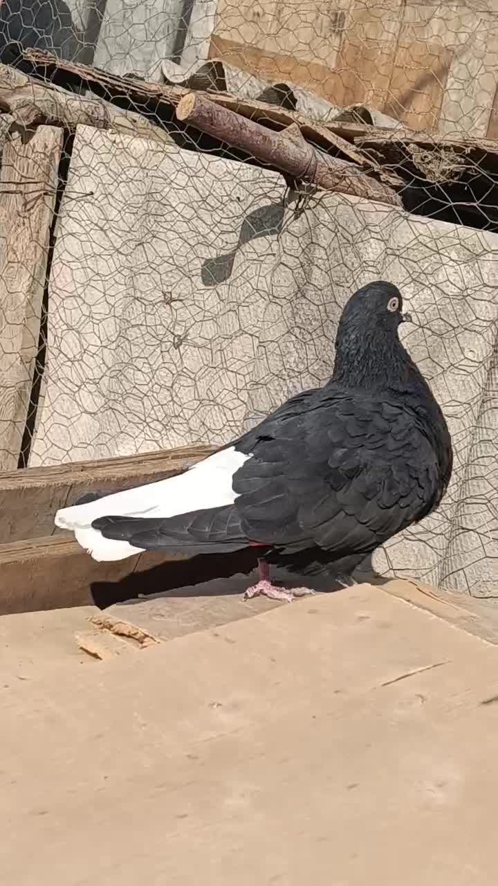 کفتر کله سفیدکربلایی زاغ دم سفید سرخ. افغانی رنگی|پرنده|باقرشهر, |دیوار