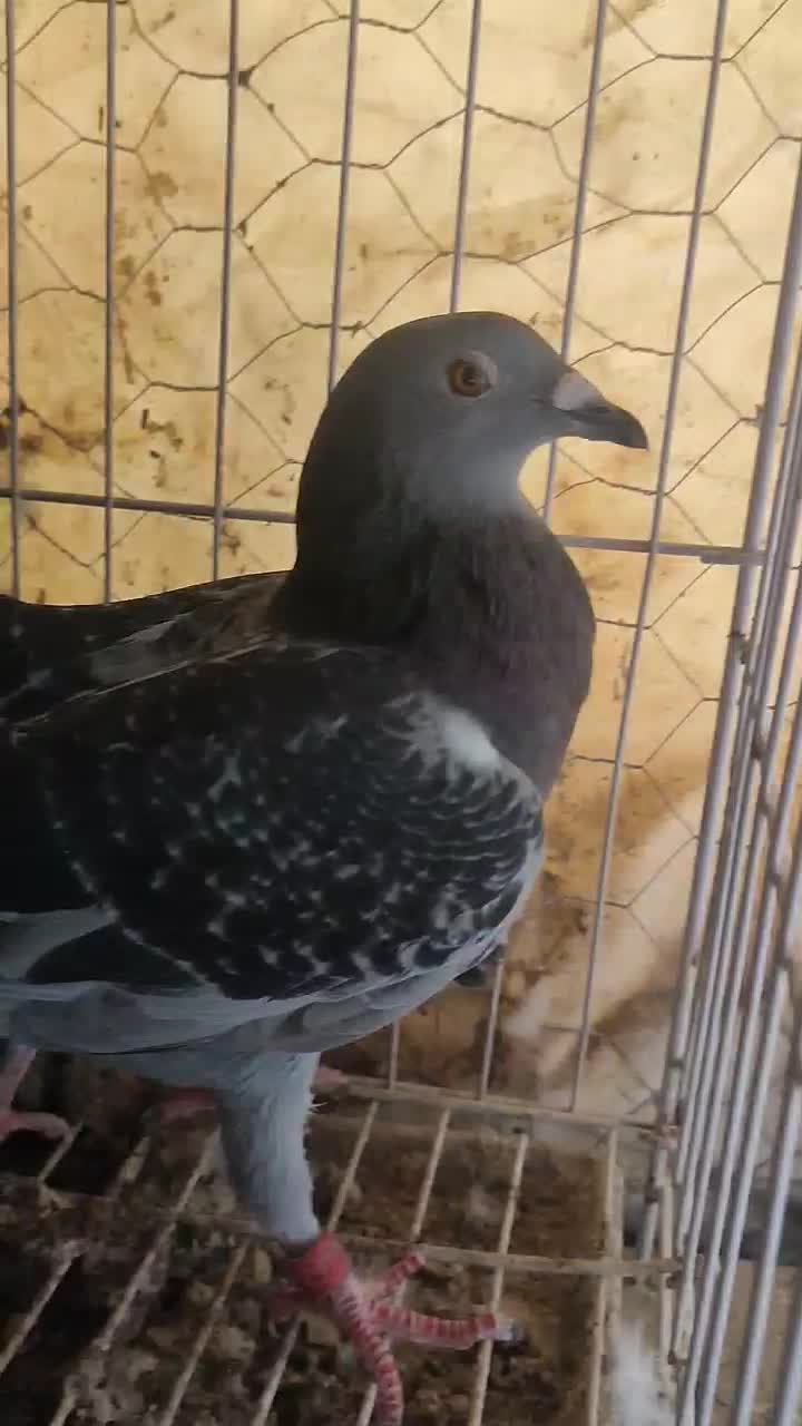 پلاکی|پرنده|سراوان, |دیوار