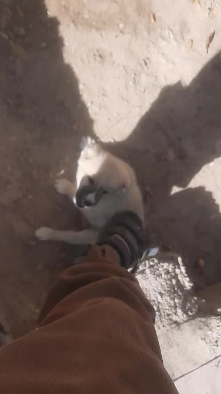 کوچوک|سگ|تایباد, |دیوار