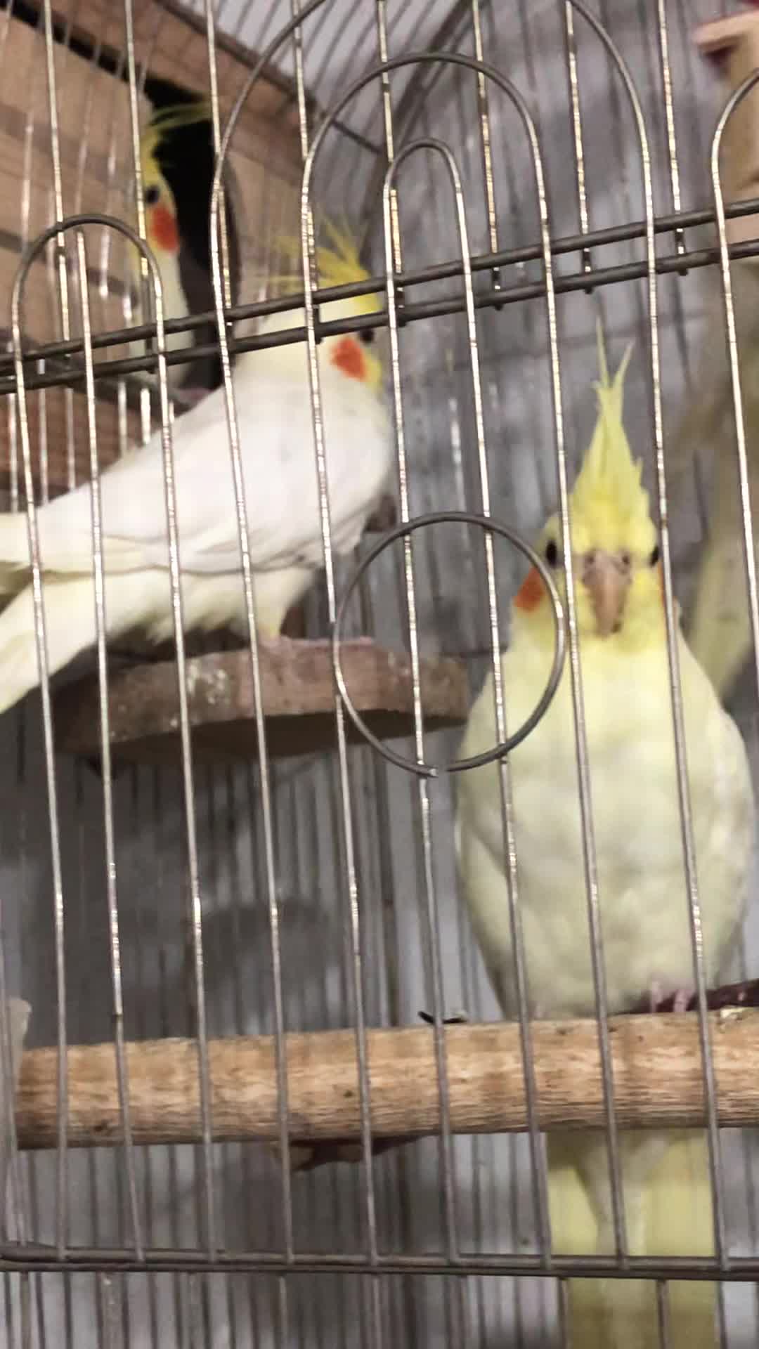 عروس هلندی سوخن گو سالم دستی|پرنده|محمدشهر, محمدشهر|دیوار