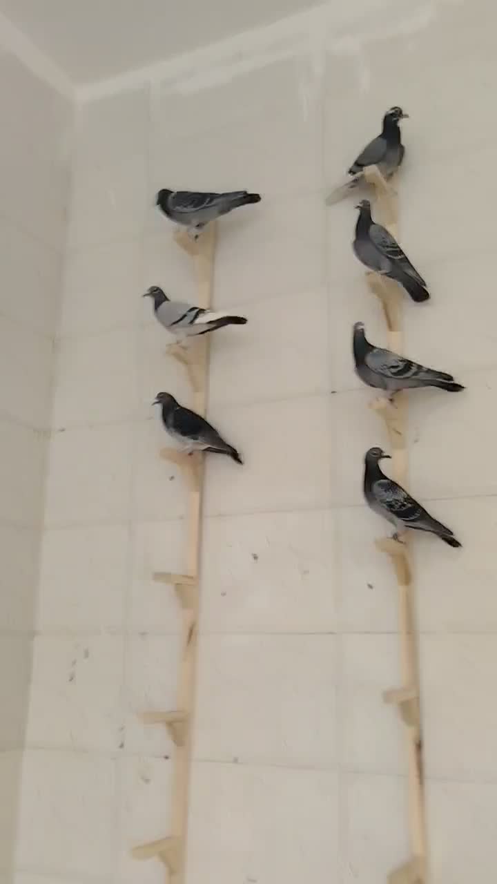 کفتر|پرنده|پاسارگاد, |دیوار