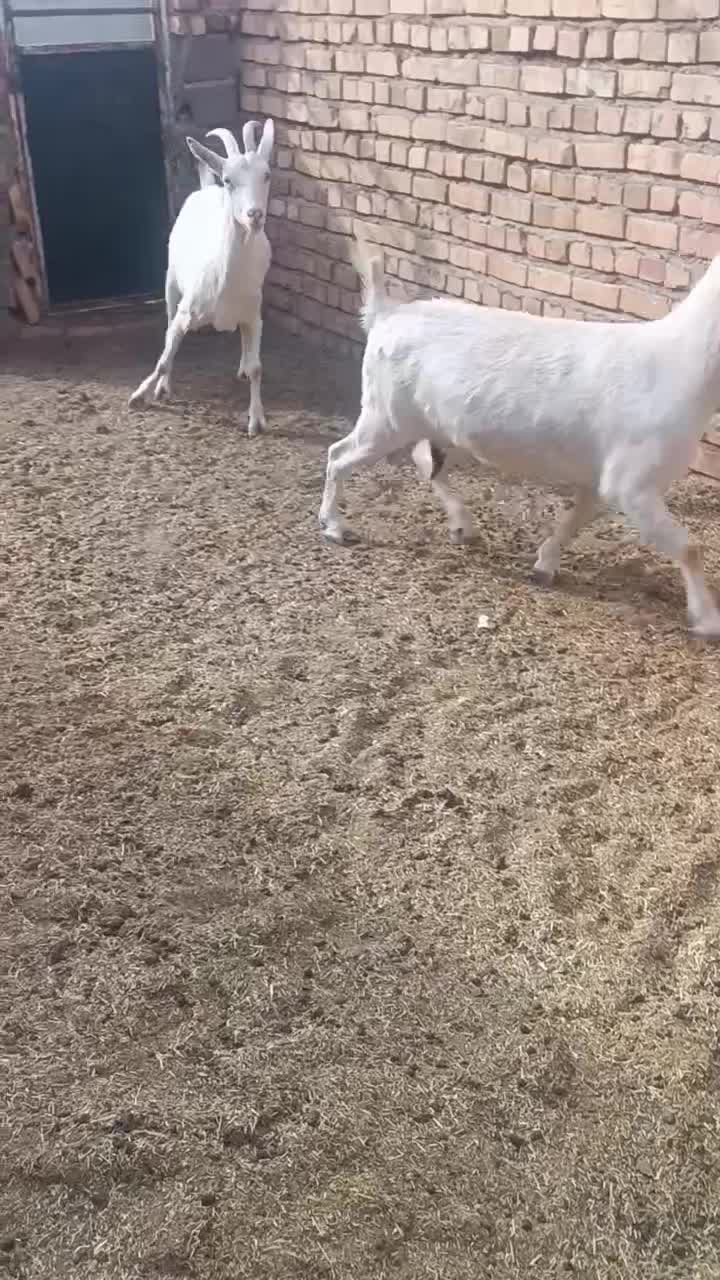 بز سانن اصیل وپرشیر چندقلو زا|حیوانات مزرعه|پائین جام, |دیوار