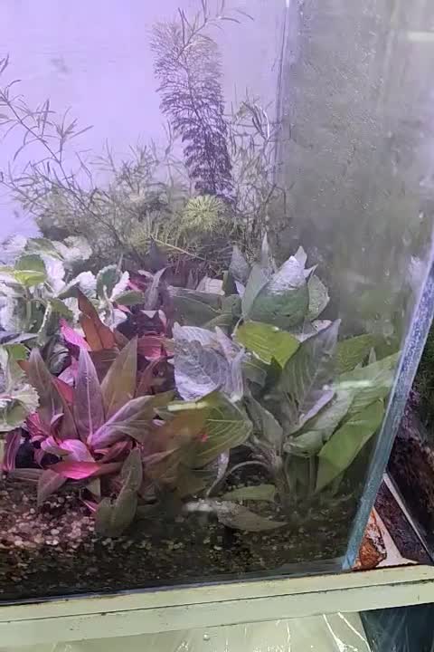 گیاه آکواریم|ماهی|بابل, |دیوار