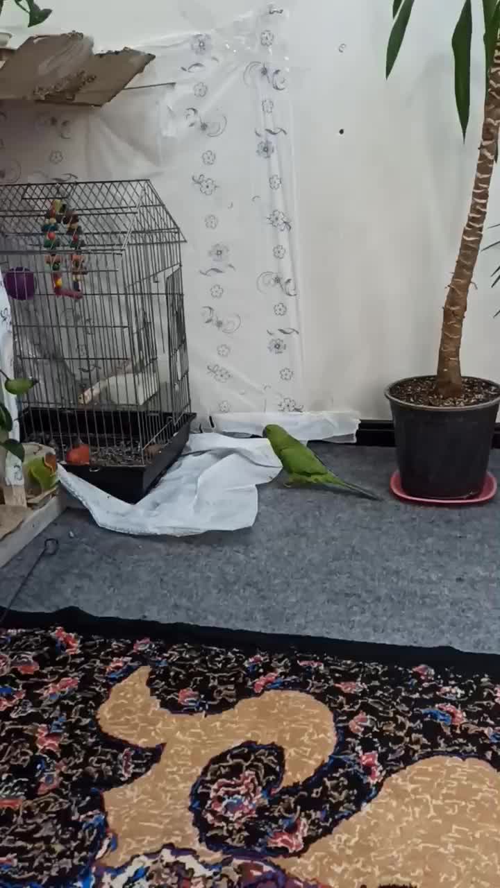 طوطی ملنگو نر  سه ماهه|پرنده|اهواز, کوی پلیس|دیوار