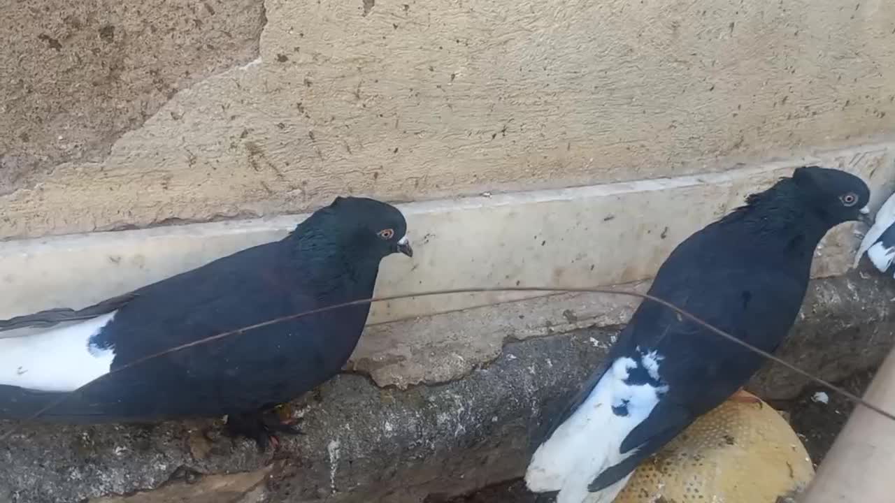 کبوتر|پرنده|اردستان, |دیوار