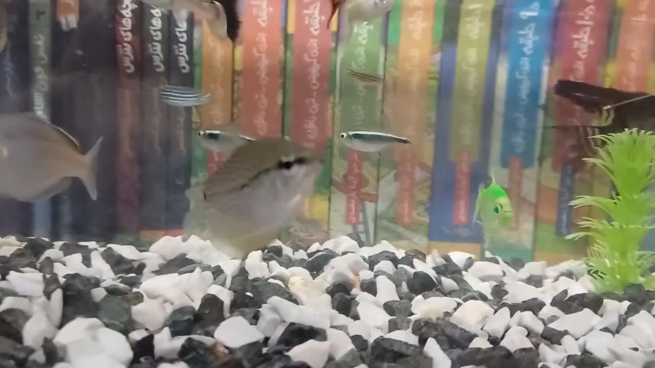 دو عدد ماهی گورامی|ماهی|هشتگرد, مدرس|دیوار