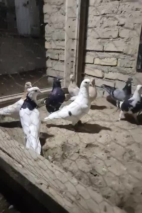 کبوتر پرشی|پرنده|چناران, |دیوار