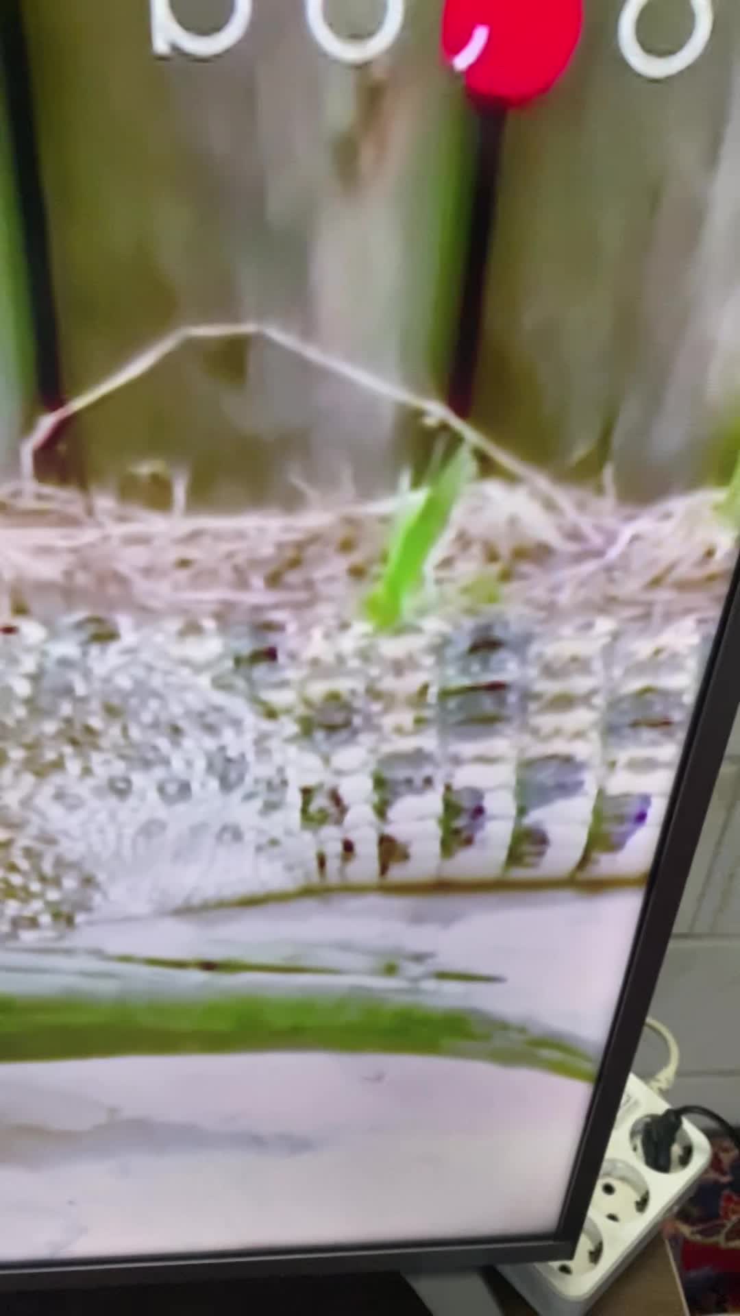 تلوزیون ۵۵|تلویزیون و پروژکتور|تهران, فلاح|دیوار