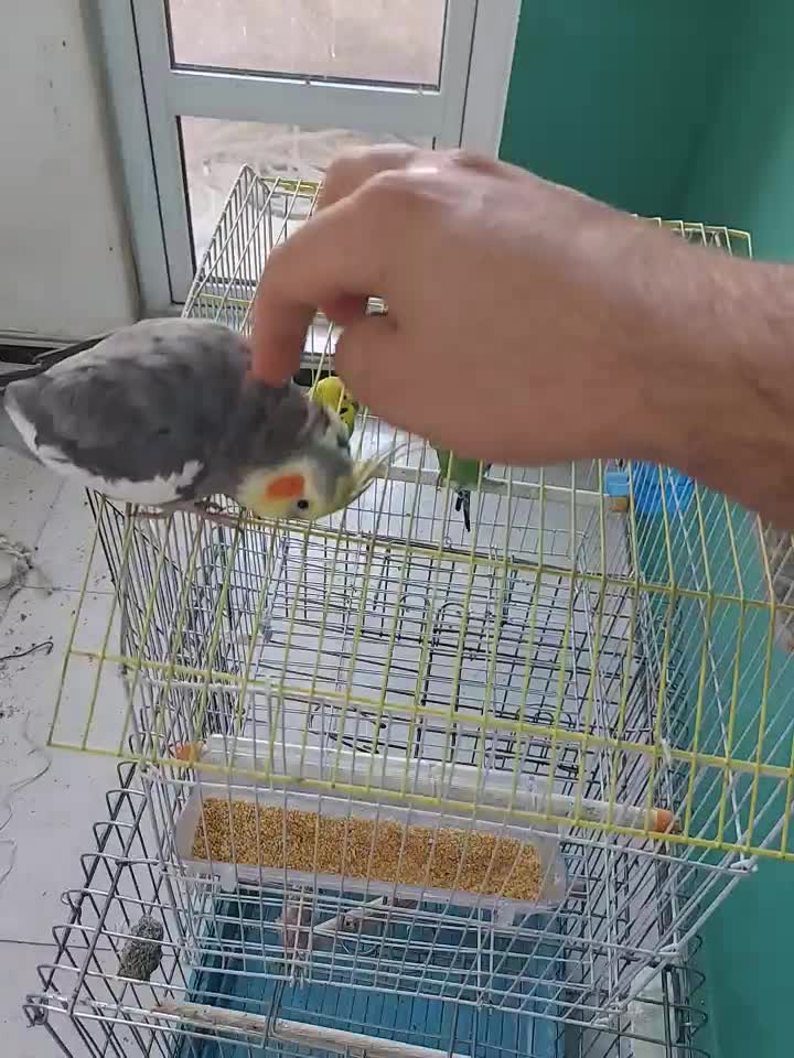 عروس هلندی،مرغ عشق،سهره|پرنده|تهران, شهرک ابوذر|دیوار