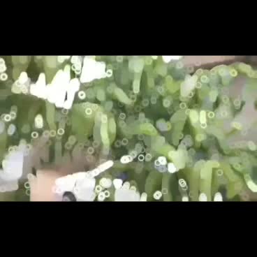 اکودیزاین کناف.سقف کاغذ.تایل.میزتی وی .کاغذ دیواری|خدمات پیشه و مهارت|لردگان, |دیوار