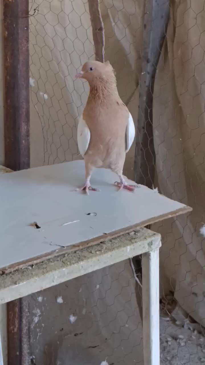 سینه زرد|پرنده|شیراز, شیشهگری|دیوار