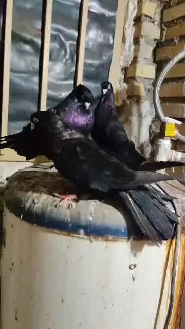 صرب اتریشی دوجفت کار داده|پرنده|خرمشهر, |دیوار