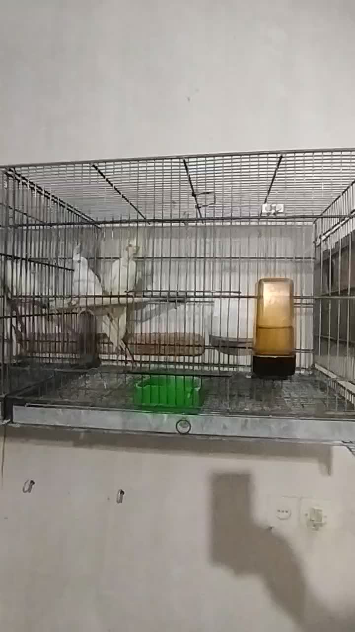 جفت عروس هلندی لوتینو|پرنده|کاشان, صنعت|دیوار