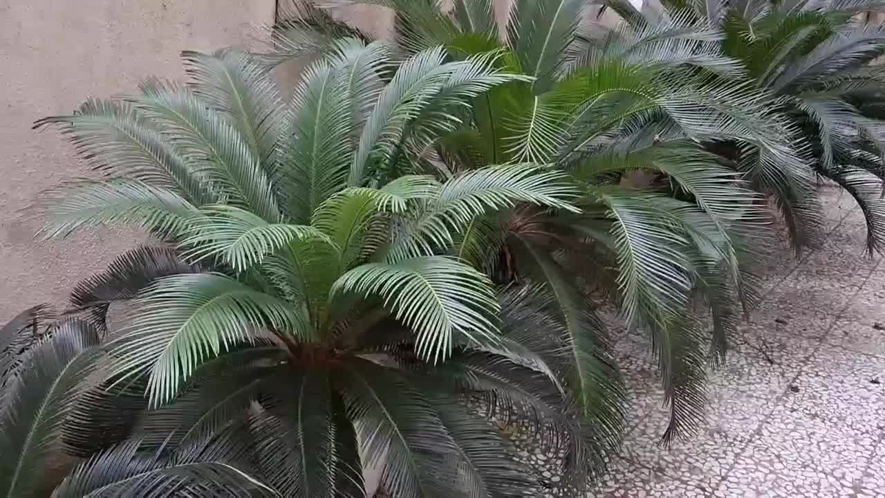 سیکاس|گل و گیاه طبیعی|رشت, لاکانی|دیوار