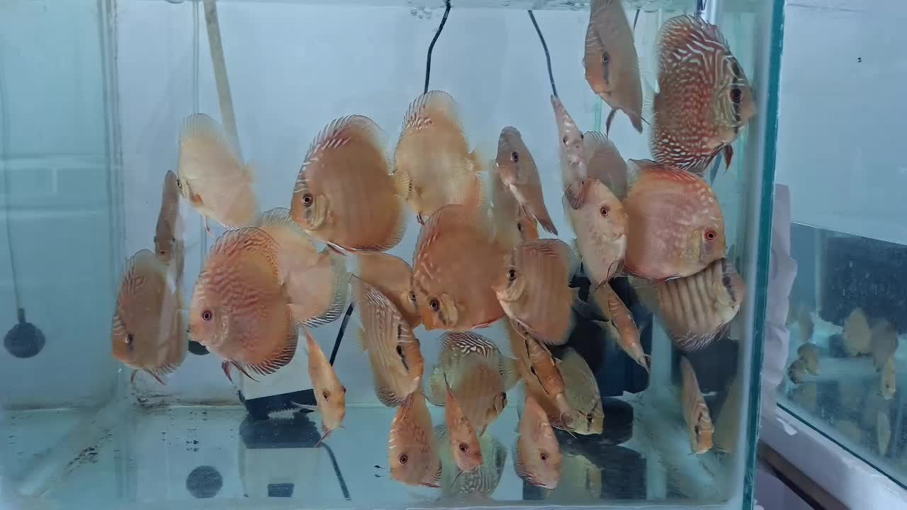 ماهی دیسکس گرید a|ماهی|کرمانشاه, |دیوار