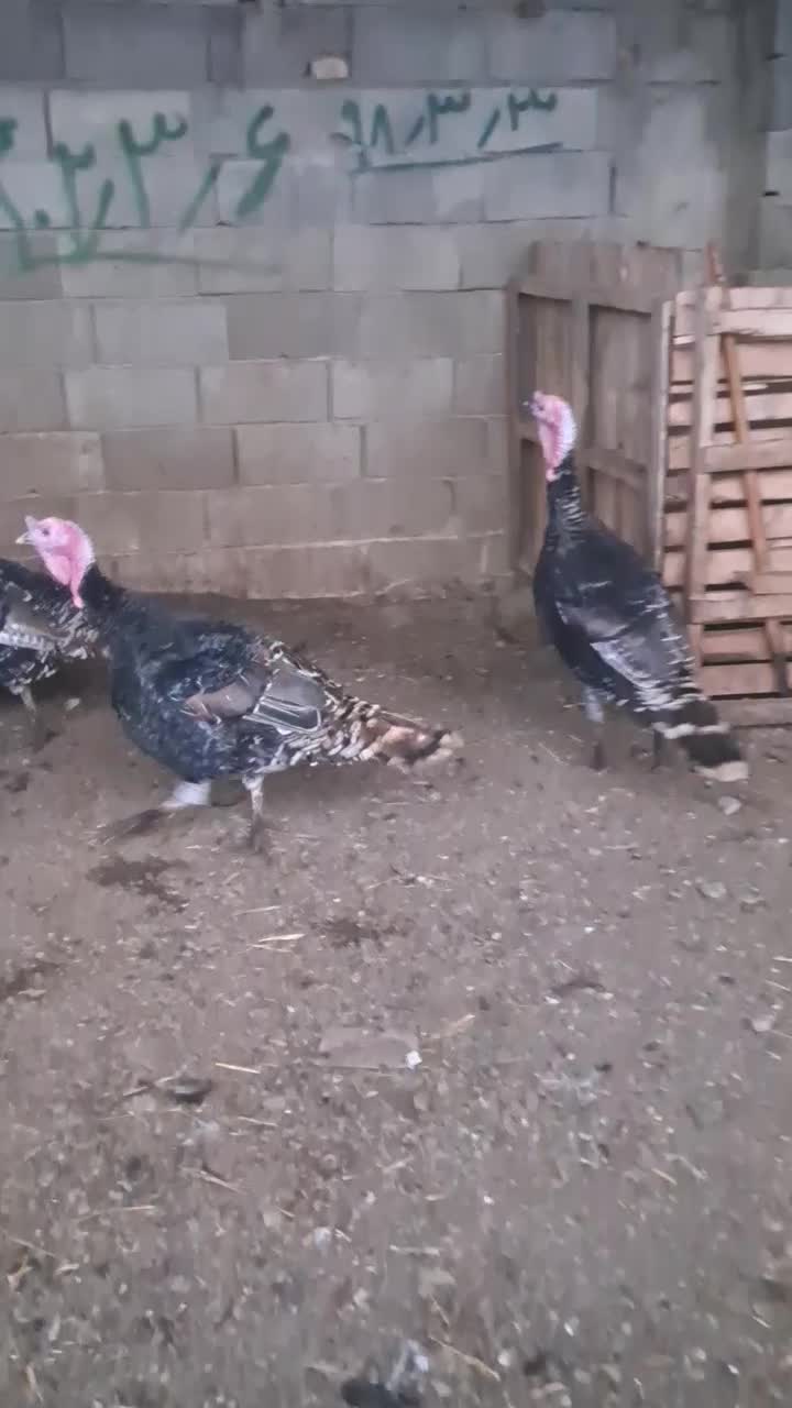 بقلمون|حیوانات مزرعه|گرگان, |دیوار