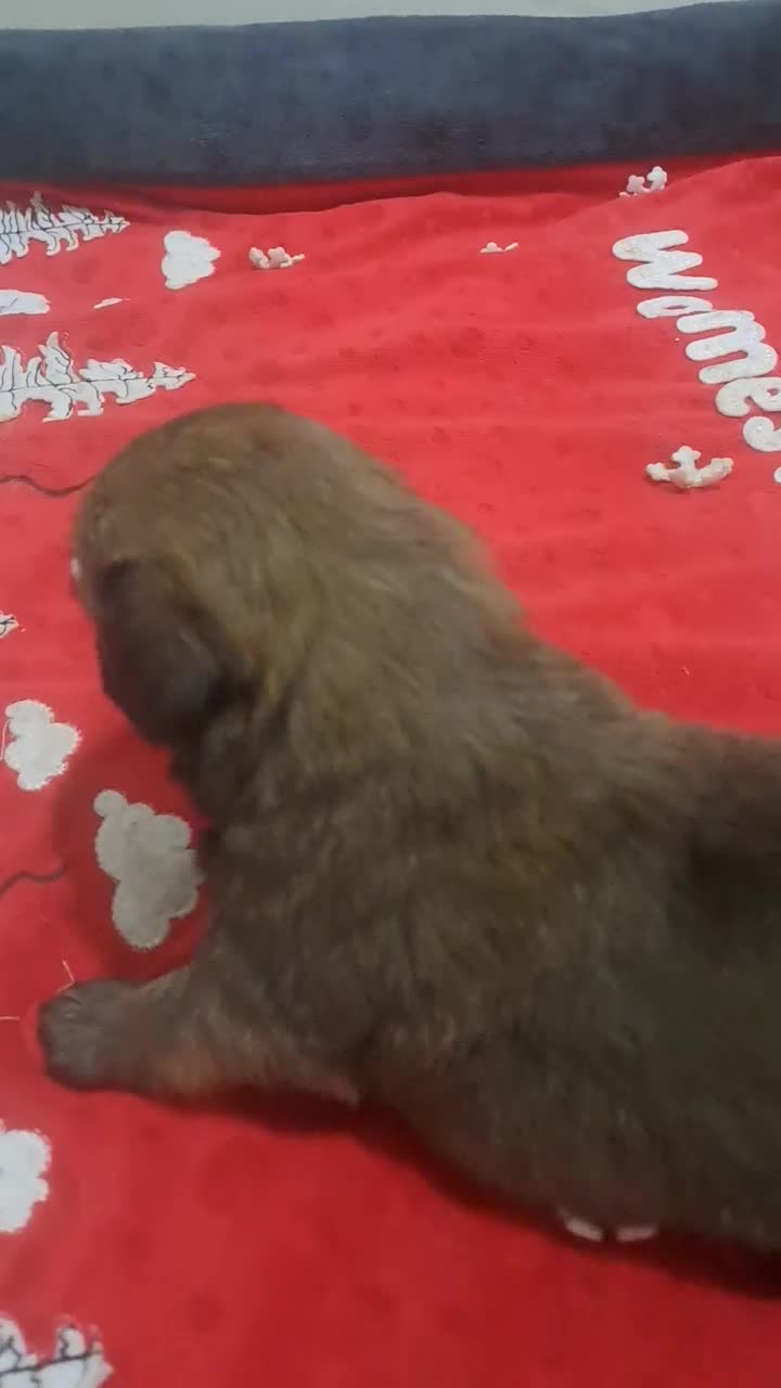 توله اشپیتز کراس|سگ|چهاردانگه (تهران), |دیوار