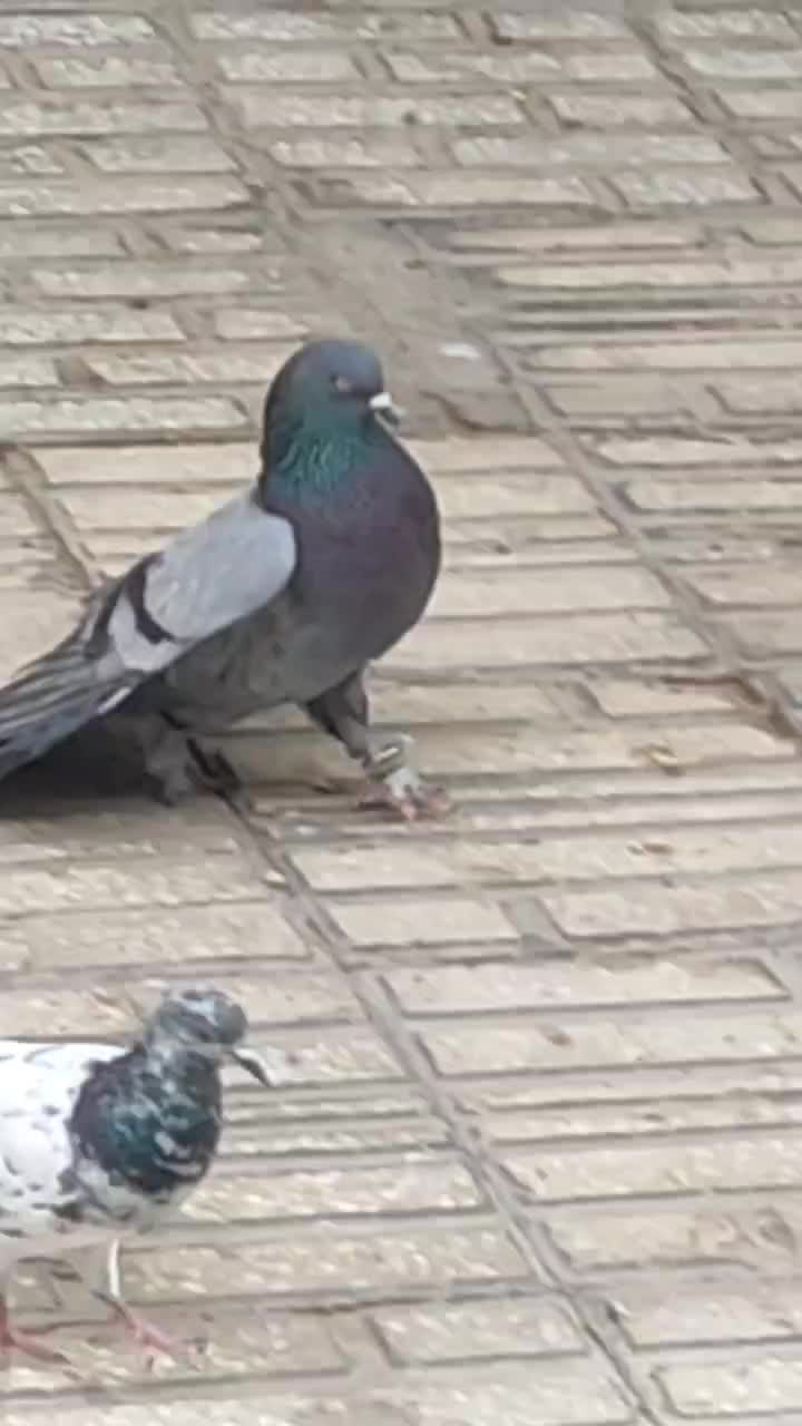 کبوتر درجه یک|پرنده|دلیجان, |دیوار