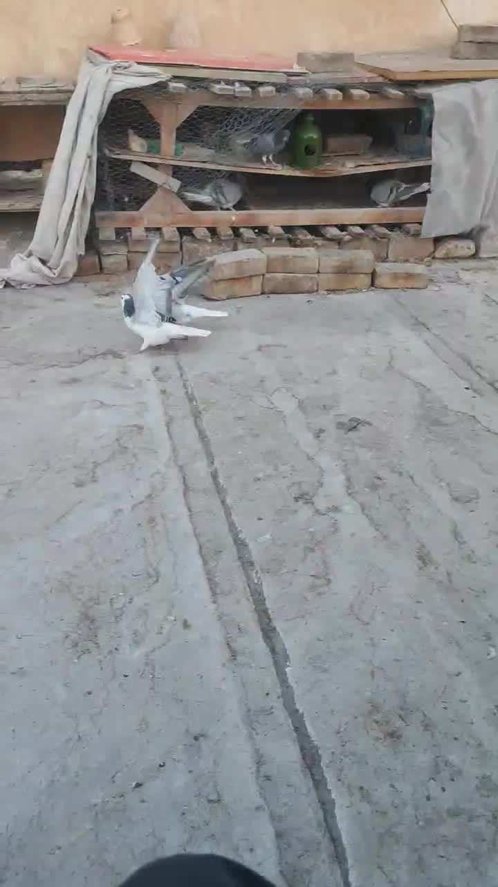 دمگیر خرقه سینه واز تهرونی|پرنده|ابریشم, |دیوار