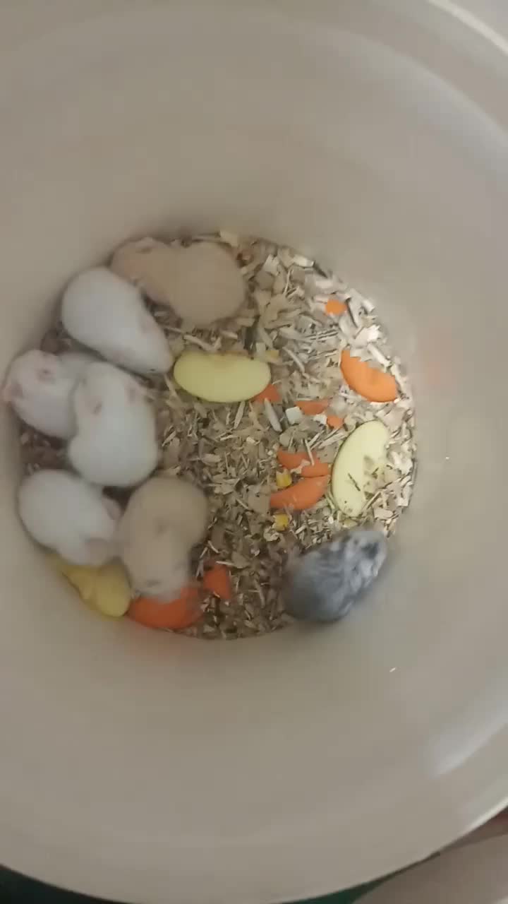 بچه همستر و همستر بالغ سالم و سرحال|موش و خرگوش|سنندج, |دیوار