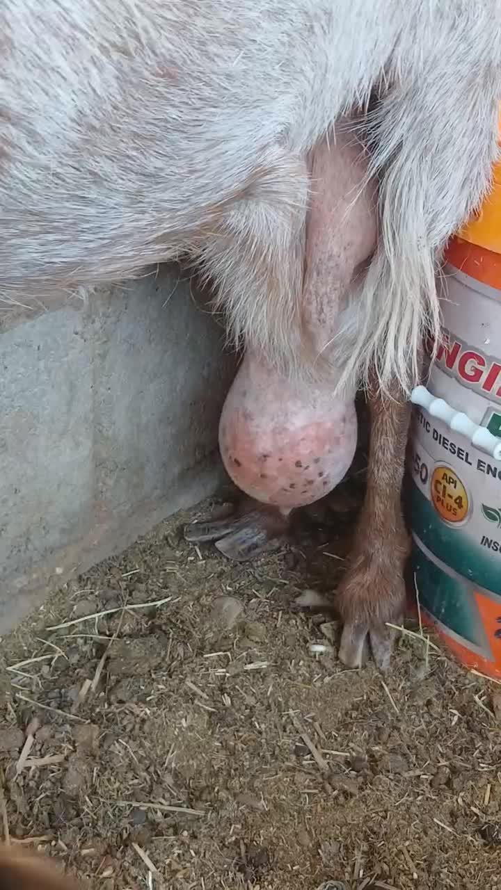 بزشیراوکره نرموقعیت بافق|حیوانات مزرعه|یزد, |دیوار