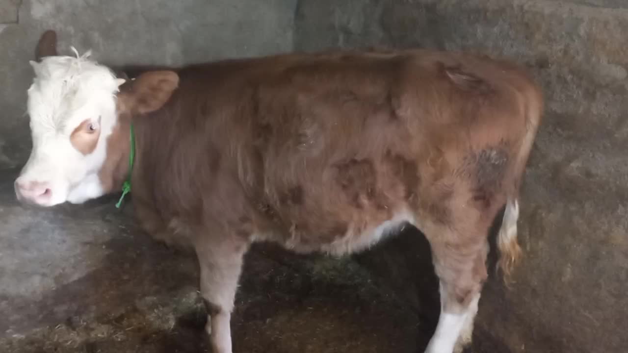 گوساله سیمینتال اصیل|حیوانات مزرعه|صحنه, |دیوار