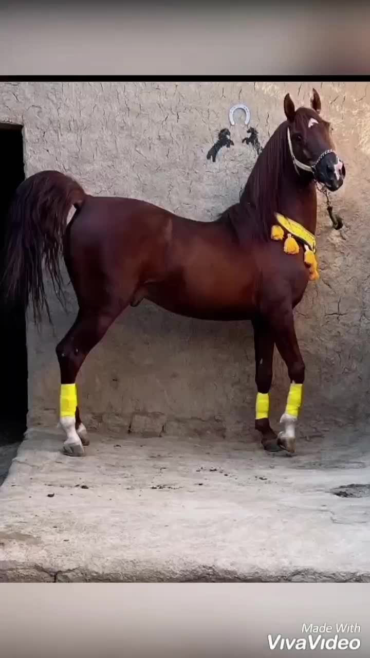 اسب نریان سیلمی سلطنتی|اسب و تجهیزات اسبسواری|مشهد, شهرک بهارستان|دیوار