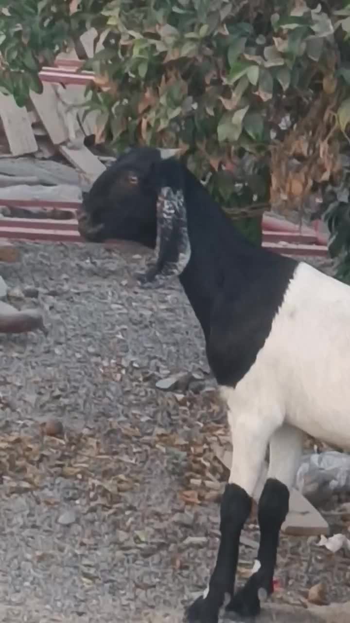 گیسه پاکستانی با کاور شیرازی|حیوانات مزرعه|جیرفت, |دیوار