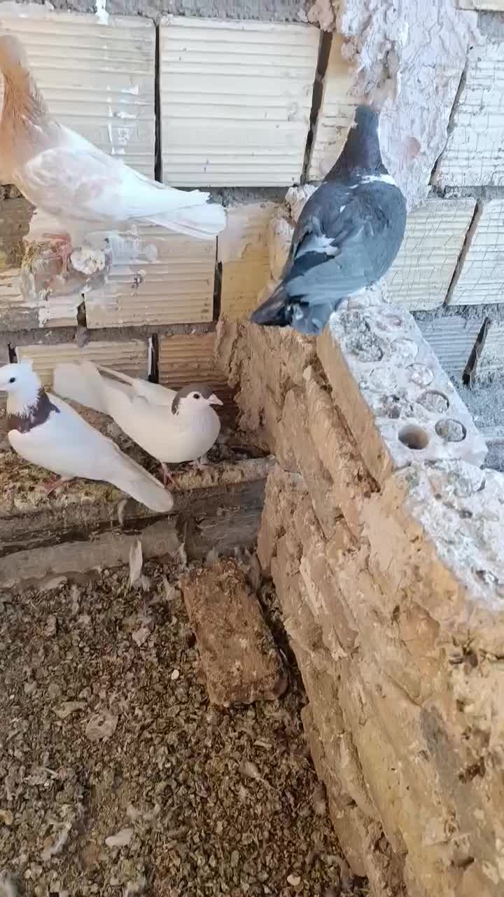 فروشی|پرنده|فردوس (خراسان), |دیوار