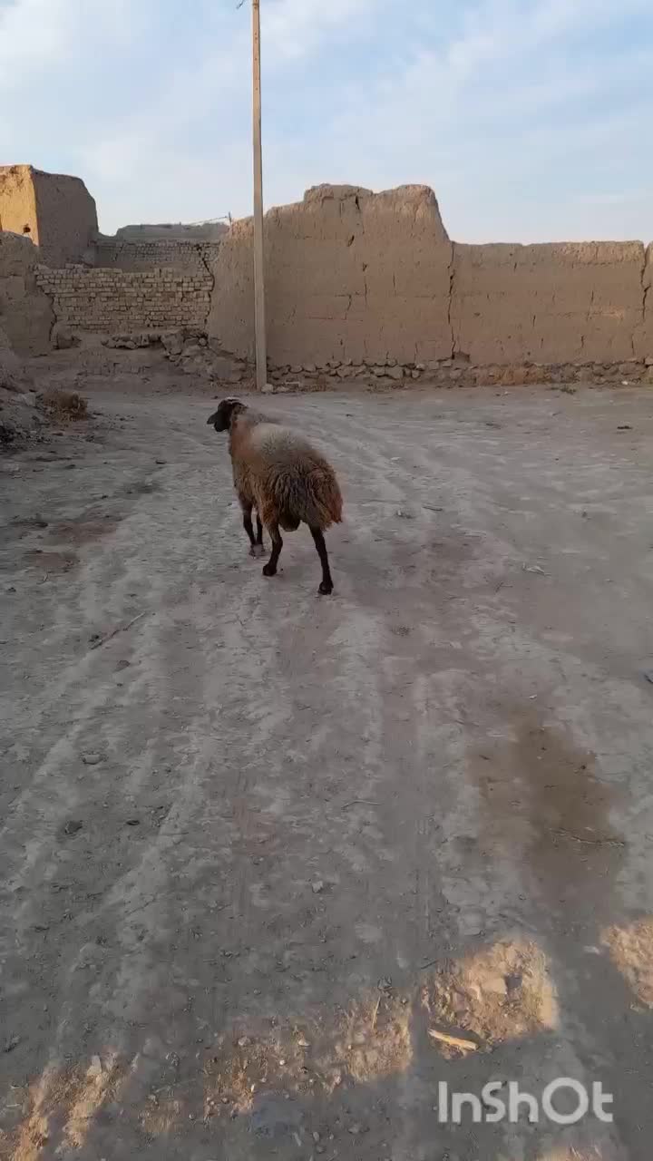 قوچ افشاری بع شرط پرش|حیوانات مزرعه|تاکستان, |دیوار