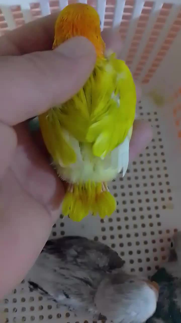 طوطی برزیلی پاربلو اوپلاین سرلاکی ۵ عدد|پرنده|اسلام‌شهر, شهرک محمدیه|دیوار